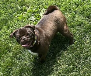 Father of the Pug puppies born on 03/27/2025