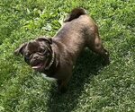 Small Photo #1 Pug Puppy For Sale in HILLSDALE, MI, USA