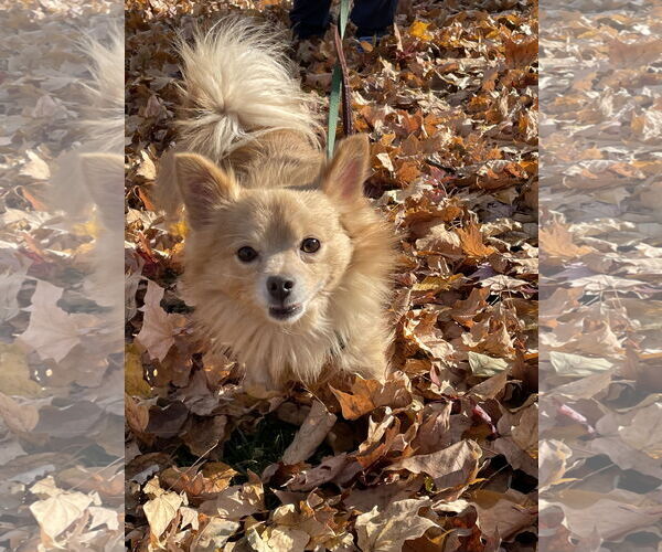 Medium Photo #2 Chiranian Puppy For Sale in Minneapolis, MN, USA