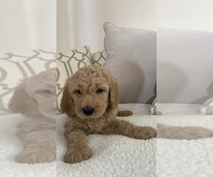 Goldendoodle Puppy for sale in SAN DIEGO, CA, USA