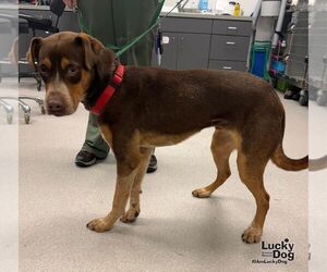 Scad - Male Mutt Dog for Adoption - Photo #3