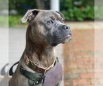Small #1 Bullboxer Pit