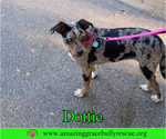 Small #5 Mutt