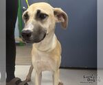 Small #1 Labrador Retriever Mix