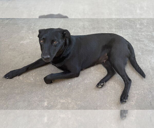 Medium Photo #3 Labrador Retriever-Unknown Mix Puppy For Sale in Boston, MA, USA