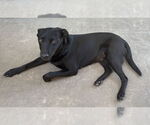Small #2 Labrador Retriever Mix