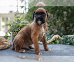 Small #2 Boxer