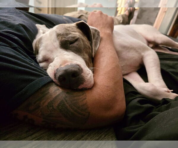 Medium Photo #2 American Staffordshire Terrier-Unknown Mix Puppy For Sale in Brewster, NY, USA