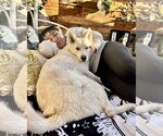 Small #4 Huskies  Mix