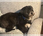 Small #1 Lhasa Apso