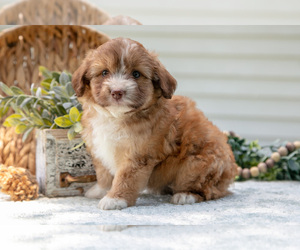 Medium Aussiedoodle Miniature 
