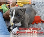 Small Photo #4 American Pit Bull Terrier Puppy For Sale in DELAWARE, OH, USA