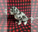 Small Photo #3 Miniature Labradoodle Puppy For Sale in MILLERSBURG, OH, USA