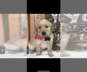 Golden Retriever Puppy for sale in TRENTON, GA, USA