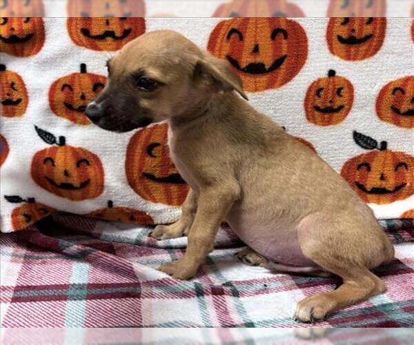 Medium Photo #1 Labrador Retriever-Unknown Mix Puppy For Sale in Conroe, TX, USA