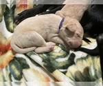 Puppy 3 Labrador Retriever