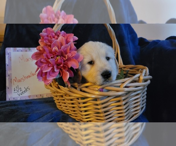 Medium Photo #4 Golden Retriever Puppy For Sale in VOORHEES, NJ, USA