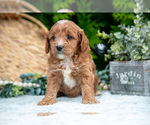 Small Photo #24 Cavapoo Puppy For Sale in KIRKWOOD, PA, USA