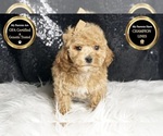 Small #7 Maltipoo