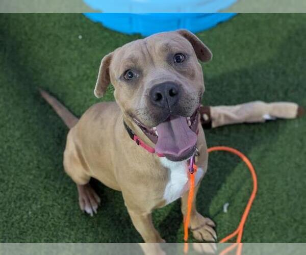 Medium Photo #4 American Pit Bull Terrier-Unknown Mix Puppy For Sale in Las Vegas, NV, USA