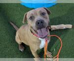 Small #3 American Pit Bull Terrier Mix