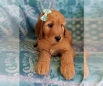 Small Photo #6 Irish Doodle Puppy For Sale in LANCASTER, PA, USA