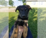 Small Photo #8 German Shepherd Dog Puppy For Sale in BLUFFTON, IN, USA