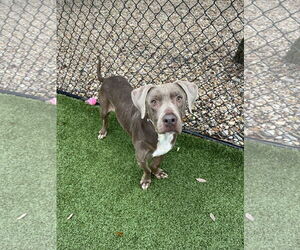 Hazel - Female Labrador Retriever-Unknown Mix Dog for Adoption - Photo #2