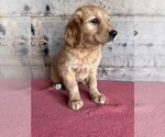 Small #13 Golden Retriever