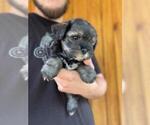 Small Photo #13 Schnauzer (Miniature) Puppy For Sale in SPENCER, TN, USA