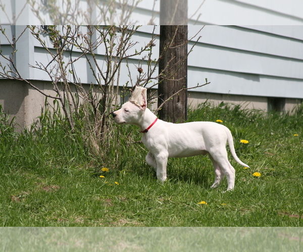 Medium Photo #3 Dogo Argentino Puppy For Sale in BRUCE, WI, USA