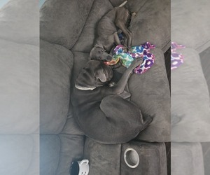 Father of the Cane Corso puppies born on 06/04/2025