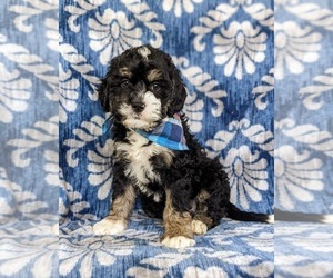 Miniature Bernedoodle Puppy for sale in OXFORD, PA, USA