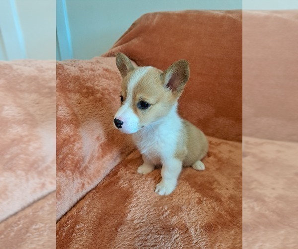 Medium Photo #2 Pembroke Welsh Corgi Puppy For Sale in SHILOH, OH, USA
