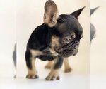 Small Photo #2 French Bulldog Puppy For Sale in CENTENNIAL, CO, USA