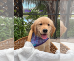 Puppy 2 Golden Retriever