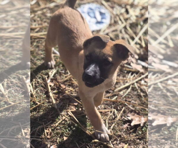 Medium Photo #3 Mutt Puppy For Sale in Alexander, AR, USA