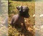 Small Photo #2 Xoloitzcuintli (Mexican Hairless) Puppy For Sale in BOX CANYON, CA, USA