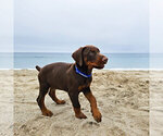 Small Photo #86 Doberman Pinscher Puppy For Sale in FORT LAUDERDALE, FL, USA