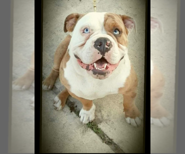 Medium Photo #1 American Bully Puppy For Sale in PORT RICHEY, FL, USA