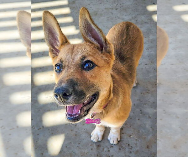 Medium Photo #1 German Shepherd Dog-Unknown Mix Puppy For Sale in Corona, CA, USA
