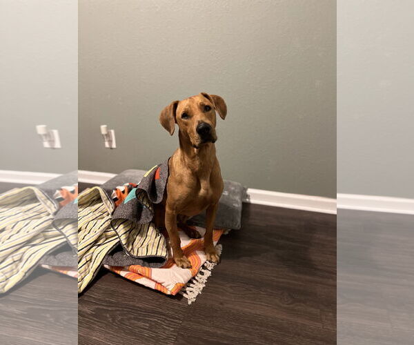 Medium Photo #4 Labrador Retriever-Rhodesian Ridgeback Mix Puppy For Sale in Virginia Beach, VA, USA