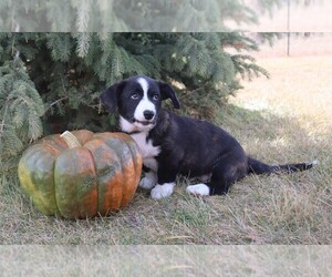 Cardigan Welsh Corgi Puppy for sale in LIVERMORE, CO, USA
