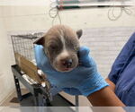 Small American Pit Bull Terrier Mix