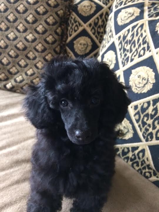 Medium Photo #1 Poodle (Miniature) Puppy For Sale in PINE CITY, MN, USA