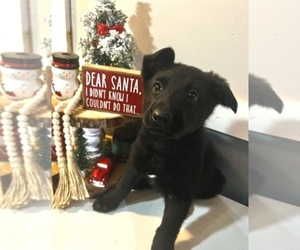 German Shepherd Dog Puppy for sale in STOCKTON, IL, USA