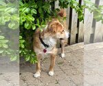 Small #7 Golden Retriever-Spaniel Mix