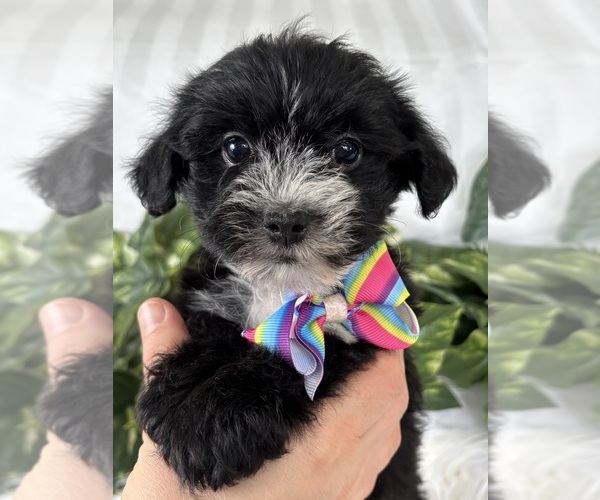 Medium Photo #4 Morkie Puppy For Sale in ROCK STREAM, NY, USA