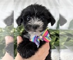 Small #3 Morkie
