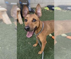 Unknown-Whippet Mix Dogs for adoption in West Valley, UT, USA